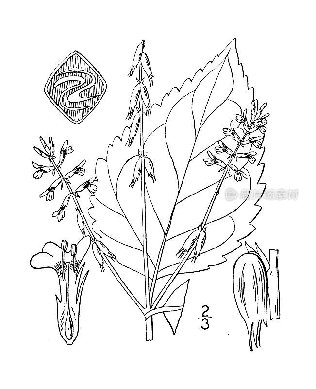 古植物学植物插图:Phryma Leptostachya, Lopseed